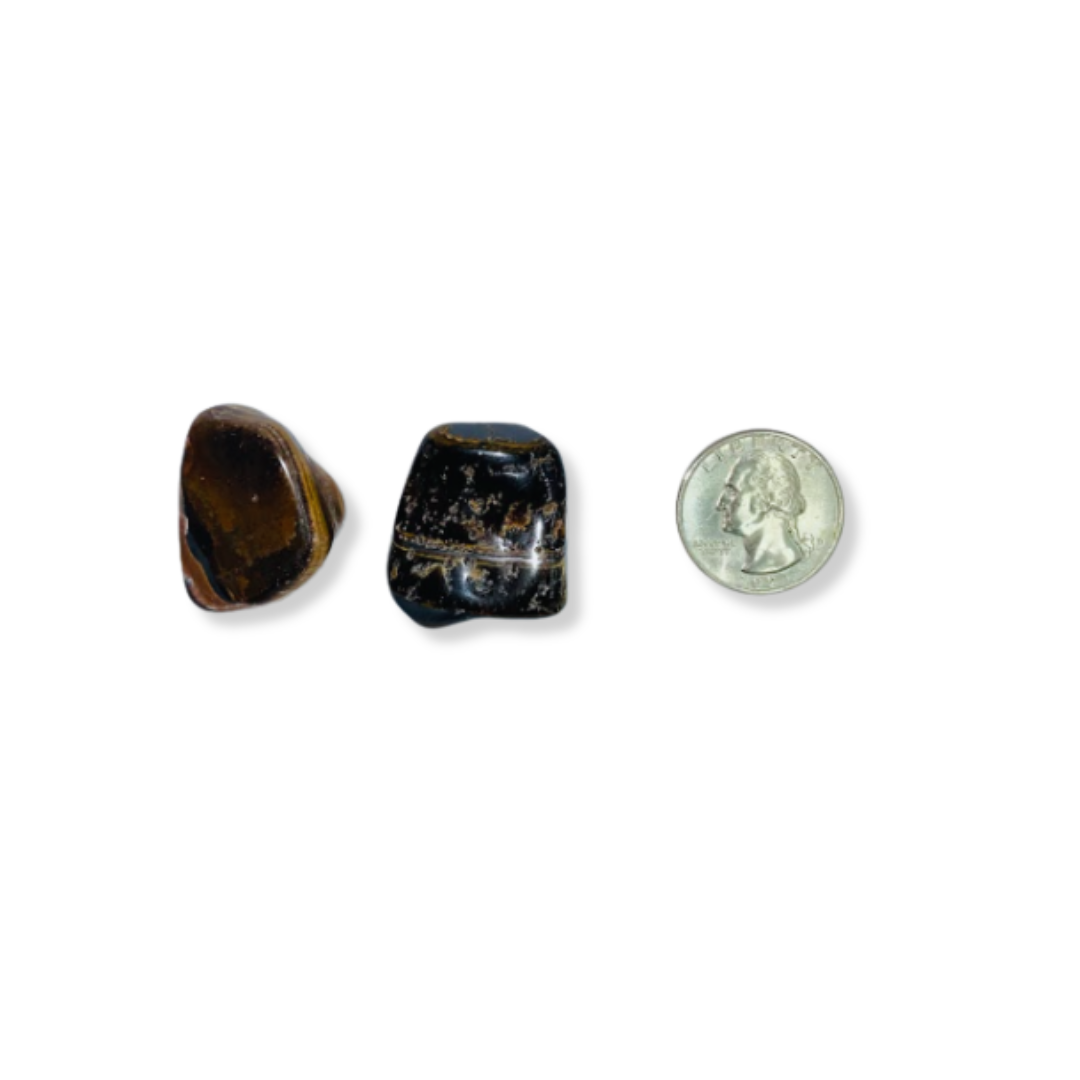 Petrified Wood Stone