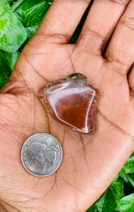 Petrified Wood Stone