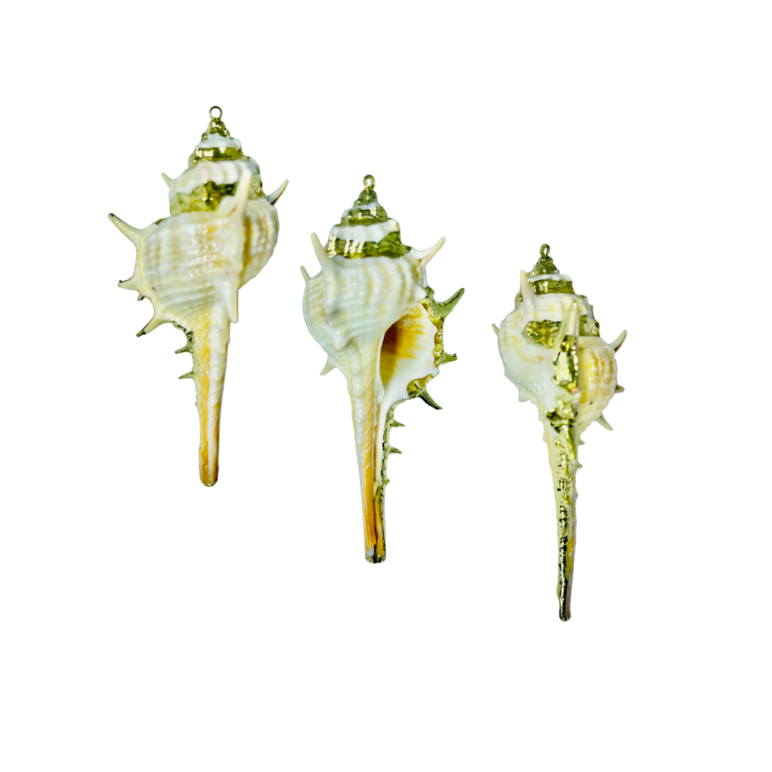 Real Shell Pendant Necklace adorned with Gold
