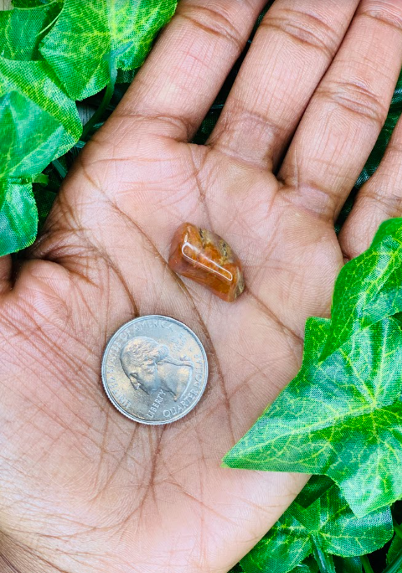Petrified Wood Stone