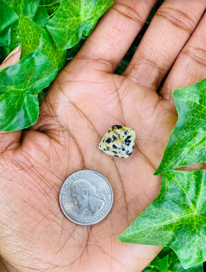 Dalmation Jasper